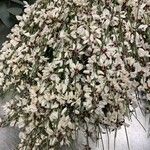 Retama raetam Fleur