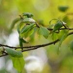 Prunus domestica Plante entière