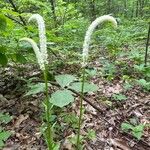 Chamaelirium luteum Flower