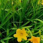 Hemerocallis minor Habit