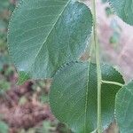 Prunus mahaleb Leaf