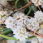 Cuscuta approximata Flower