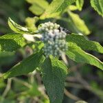 Austroeupatorium inulifolium Yaprak