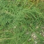 Dysphania multifida Hábito