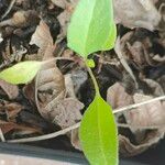 Coreopsis auriculata Leaf