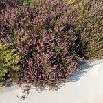 Calluna vulgaris অভ্যাস