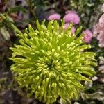 Chrysanthemum × morifolium 花