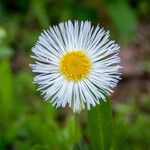 Erigeron pulchellus 花