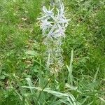 Camassia cusickii Flower