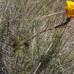 Calochortus clavatus Flower