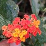 Lantana camaraVirág