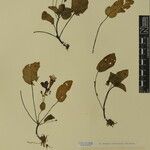 Didymocarpus cinereus Otro