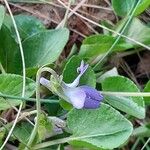 Viola rupestris ফুল