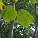 Acer capillipes Fuelha