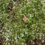 Chamaesyce hypericifolia Хабит