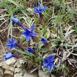 Gentiana verna ശീലം