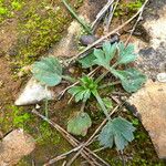 Ranunculus paludosus पत्ता