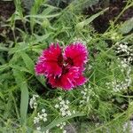 Dianthus caryophyllusᱵᱟᱦᱟ