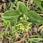 Psychotria punctata Kwiat