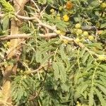 Vachellia farnesiana Blatt