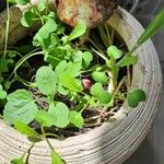 Lepidium sativum Blad