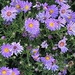 Symphyotrichum laeve Цвят