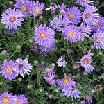 Symphyotrichum laeve Flower