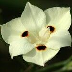 Dietes bicolor Virág