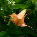 Brugmansia spp. Kvet
