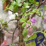 Portulacaria afra ഇല