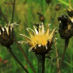 Centaurea orientalis 果