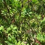 Pouteria caimito Habit