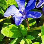 Vinca herbacea Fiore