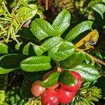 Vaccinium vitis-idaea 叶