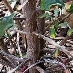 Euphorbia geroldii Bark