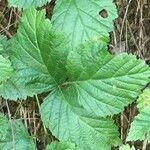 Rubus saxatilis 叶