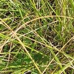 Festuca altissima Blad