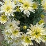 Chrysanthemum × grandiflorum Flor