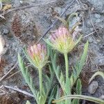 Lomelosia stellata Fula