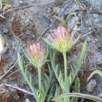 Lomelosia stellata Blomst