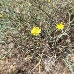 Launaea arborescens Flower