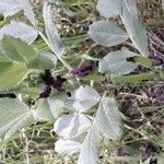 Vicia serratifolia आदत