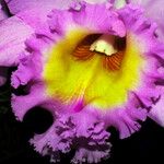 Cattleya trianae Blodyn