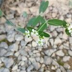 Euphorbia corollata ফুল
