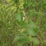 Rumex confertus Liść