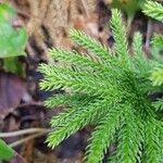 Lycopodium dendroideum Levél