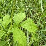 Geum aleppicum Leaf