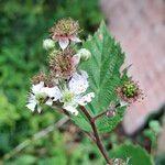 Rubus fruticosus Blüte