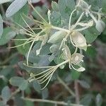 Cadaba farinosa Flors