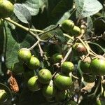 Cordia africana Frugt